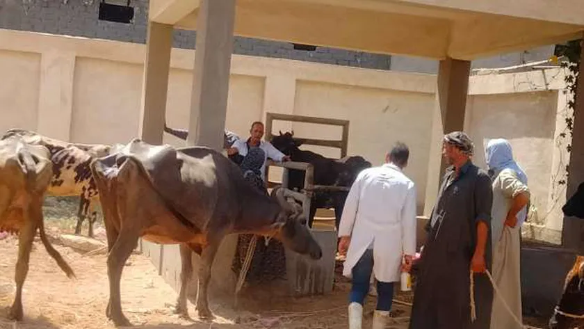 «بحوث الصحة الحيوانية» ينفذ قوافل بيطرية وإرشادية في 9 محافظات
| يلا شوت