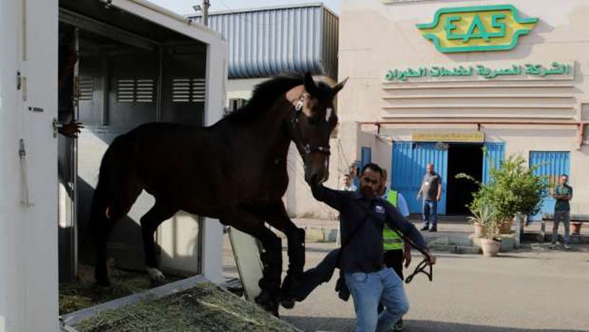 وصول عدد من الخيول المشتركة فى بطولة مصر الدولية للفروسية
| يلا شوت