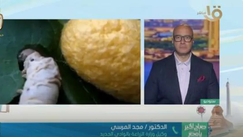 «زراعة الوادي الجديد»: الدولة أرست فكرا جديدا لتوطين صناعة الحرير في 3 محافظات
| يلا شوت