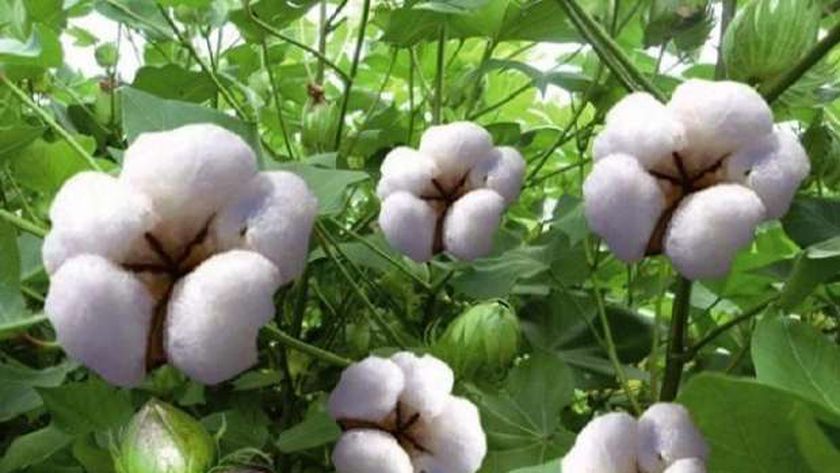 الجريدة الرسمية تنشر قرارا هاما من «الزراعة» بشأن نقل الأقطان في الوجه البحري والقبلي
| يلا شوت