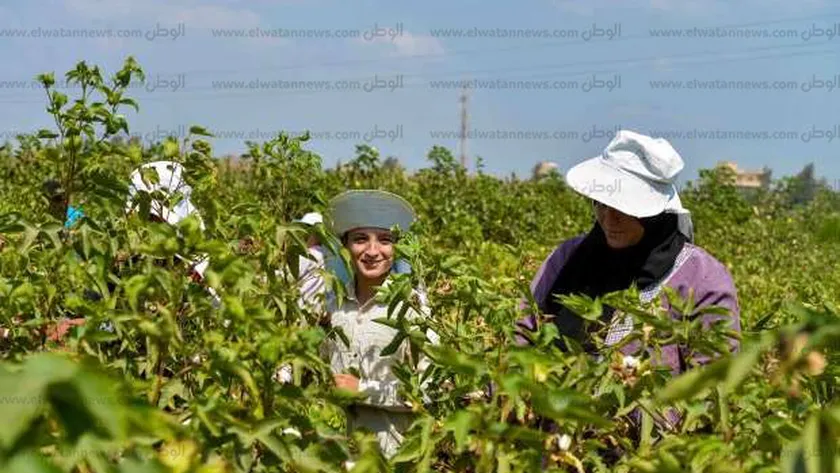 خبير: ارتفاع كبير في صادرات مصر الزراعية منذ انتهاء جائحة كورونا
| يلا شوت