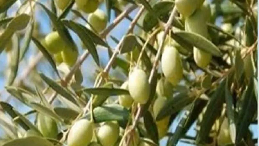 «الزراعة»: نستهدف الوصول إلى 25 ألف فدان من أشجار الزيتون في الوادي الجديد
| يلا شوت
