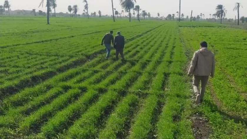 «الزراعة» تقدم 4 نصائح للحصول على إنتاجية عالية من القمح: التزموا بالمواعيد
| يلا شوت