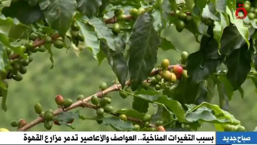 التغيرات المناخية تهدد مزارع البن.. «محبو القهوة في خطر»
| يلا شوت