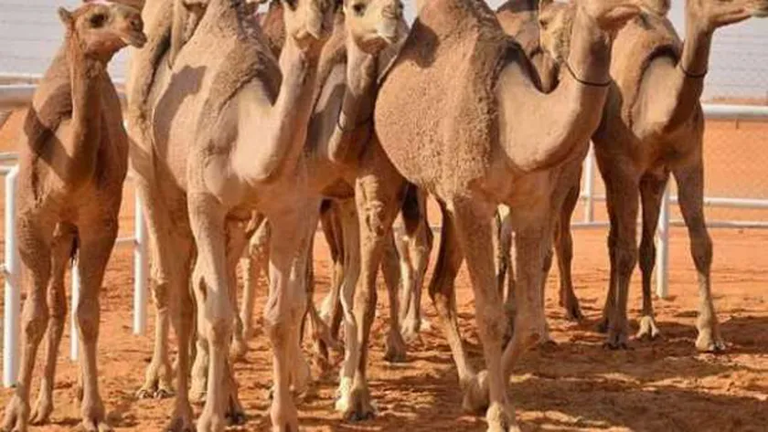 أمين الفتوى بـ«الإفتاء» يوضح حكم الوضوء بعد أكل لحم الجمل
| يلا شوت