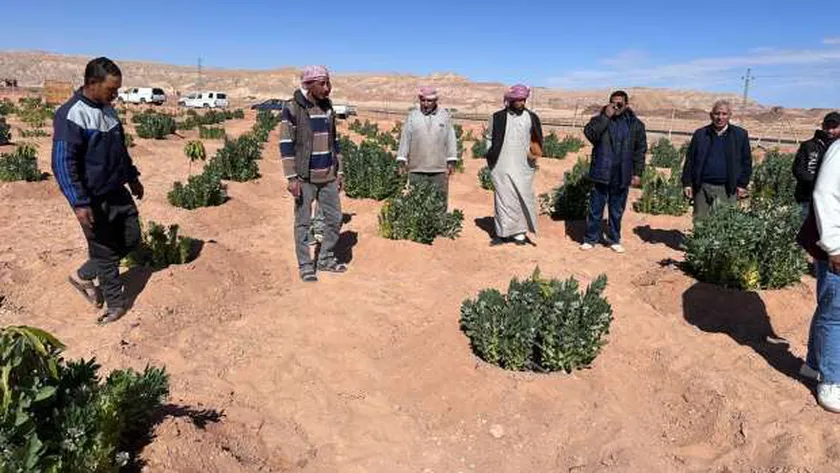 «الزراعة»: تقديم الدعم الفني للفلاحين في سيناء
| يلا شوت