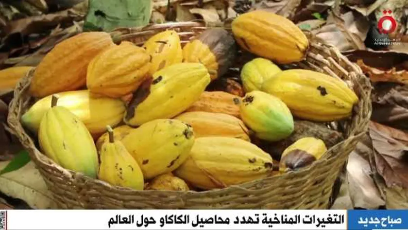الاحتباس الحراري والأمطار الغزيرة يهددان زراعة الكاكاو حول العالم (فيديو)
| يلا شوت